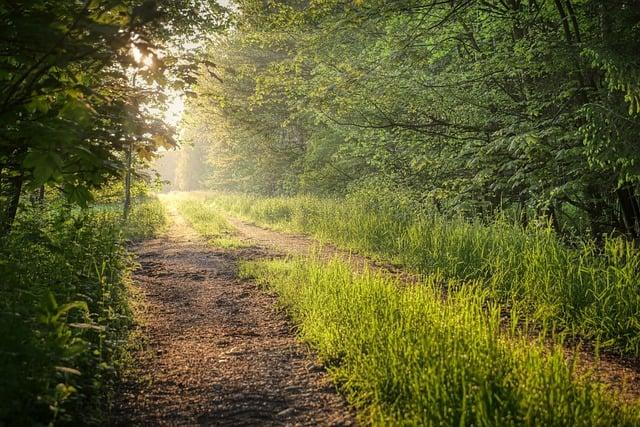 meadow, path, trees